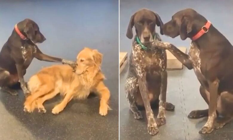 Affectionate Dog Enjoys Petting The Other Pups And They Seem To Love It Too