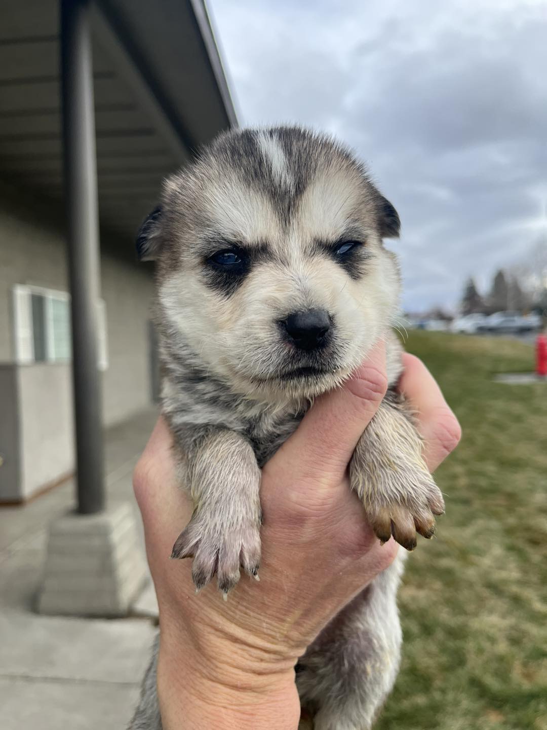 adorable husky puppy in hand
