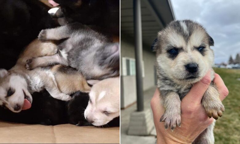 Litter Of 8 Husky Puppies Who Were Dumped At Shelter’s Doorstep Saved From Euthanasia 