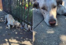 Abandoned Dog Keeps Looking For His Parents By Peeking Into Strangers’ Yards And It’s Just Heartbreaking