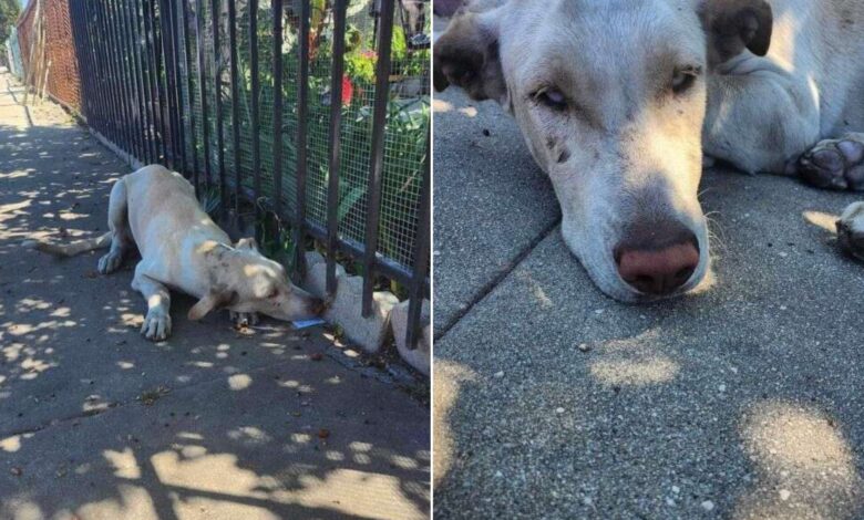 Abandoned Dog Keeps Looking For His Parents By Peeking Into Strangers’ Yards And It’s Just Heartbreaking
