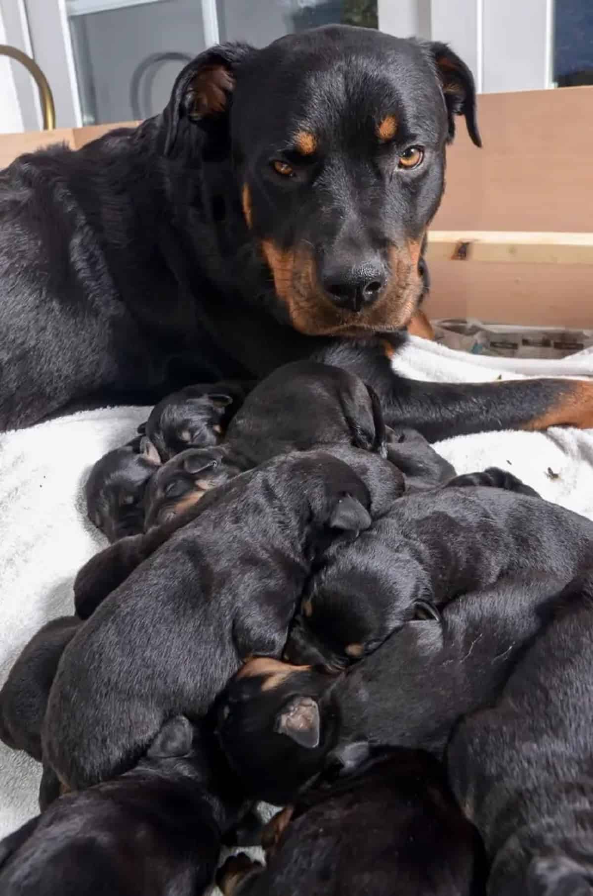 rottweiler mom and her puppies in their bed