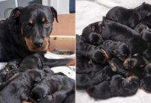 This 2-Year-Old Rottweiler Gave Birth To One Of The World’s Largest Litters Ever