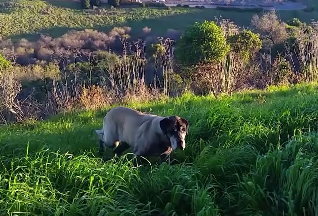 stray dog standing in grass