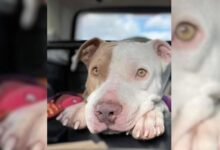 This Rescue Dog Struggled To Find A Home For 3 Years Until His Luck Changed One Day