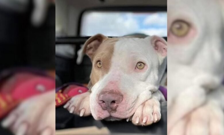 This Rescue Dog Struggled To Find A Home For 3 Years Until His Luck Changed One Day
