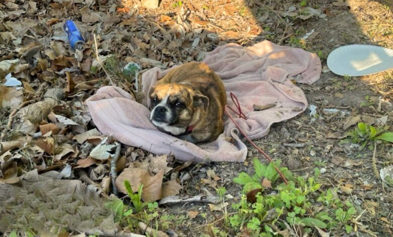 Sweet Pup Was Abandoned In A Ditch With Nothing But A Blanket