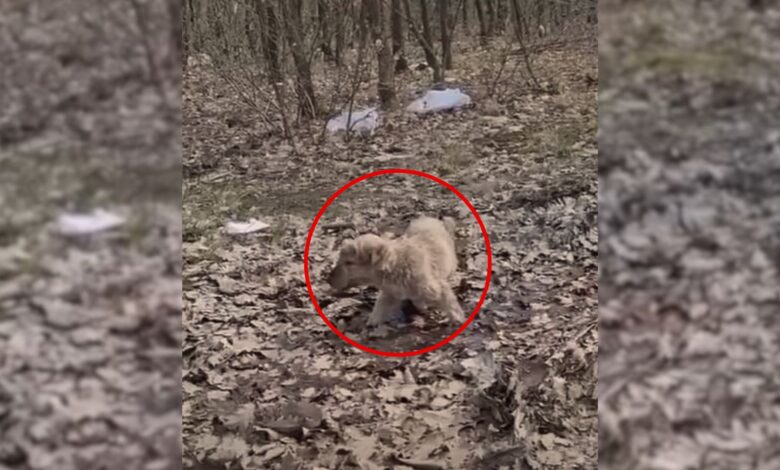This Puppy Was Eating Leaves In The Forest To Survive Until Someone Came To Rescue Him