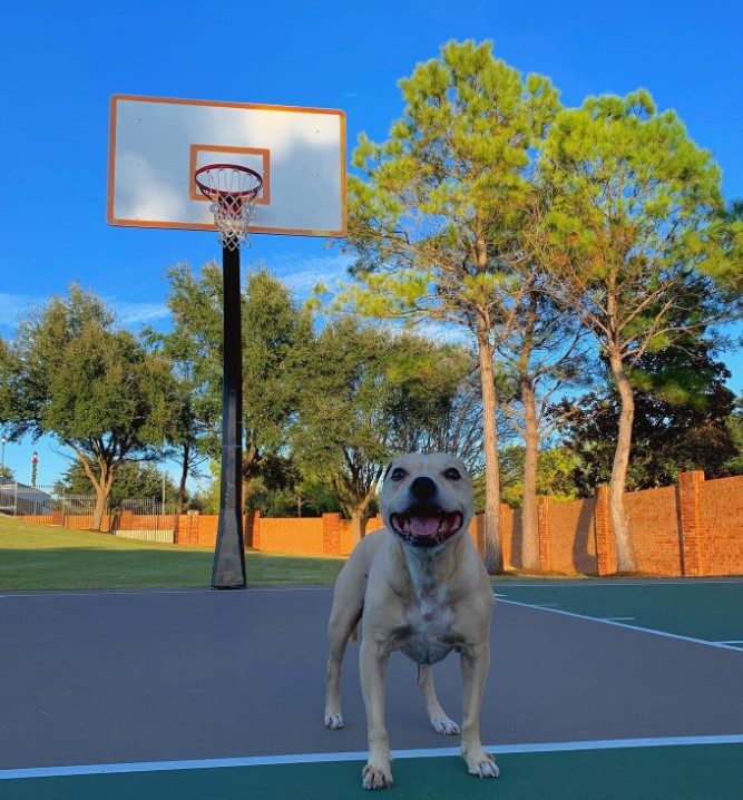 a smiling dog stands on the basketball court