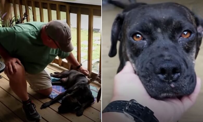This Injured Pup Decided To Rest On A Family’s Porch Then Something Amazing Happened