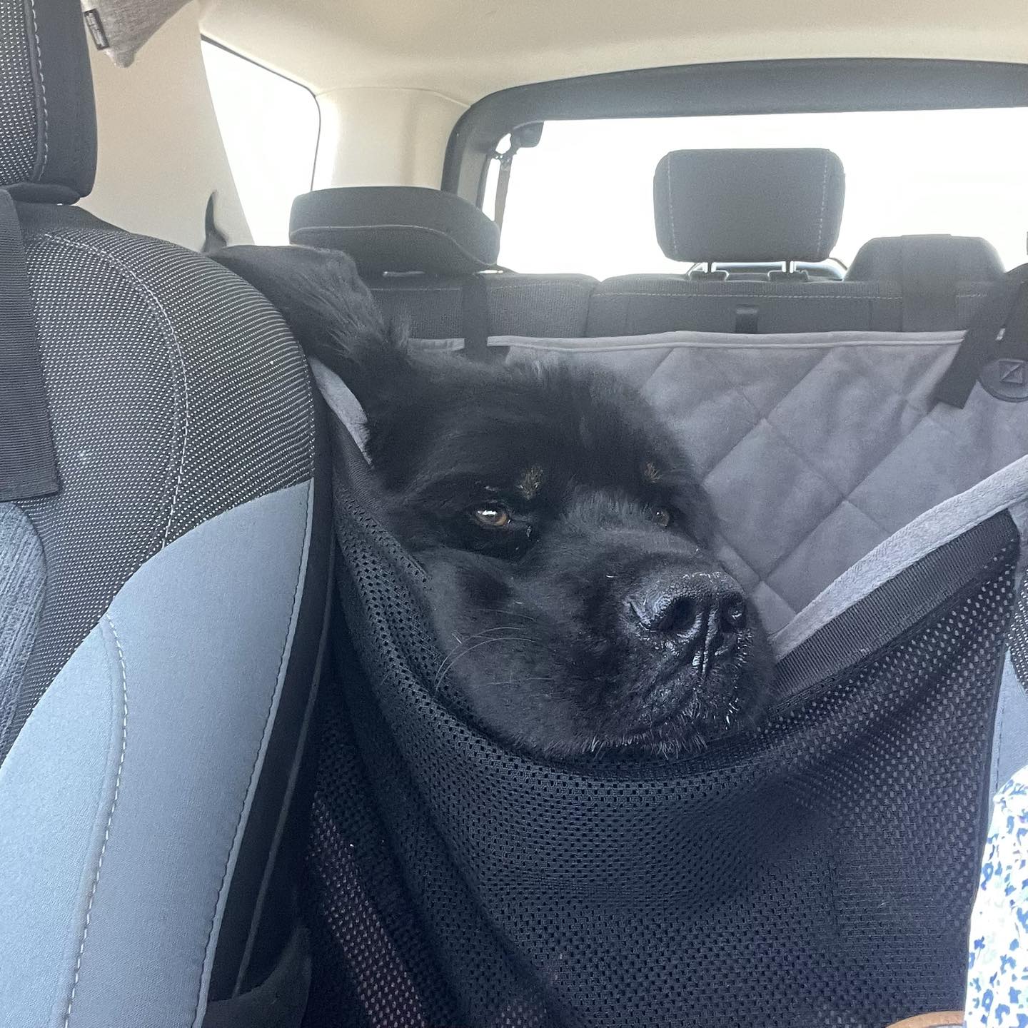 black dog in a car