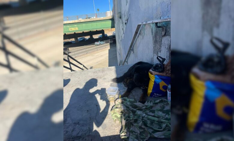 This Pup Was Heartbroken After Being Abandoned Next To A Freeway