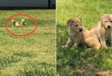 A Woman Walking Her Dog When She Stumbled Upon Two Puppies Near An Abandoned House