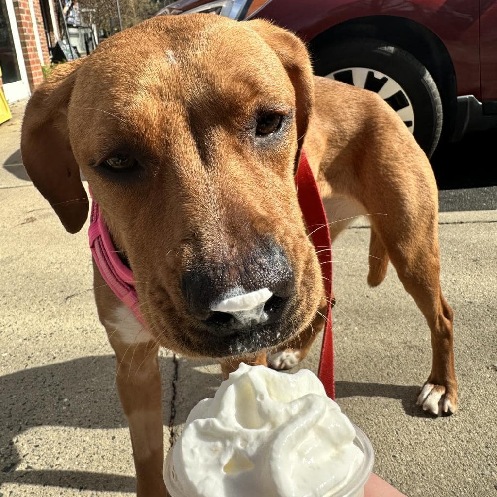 dog and ice cream