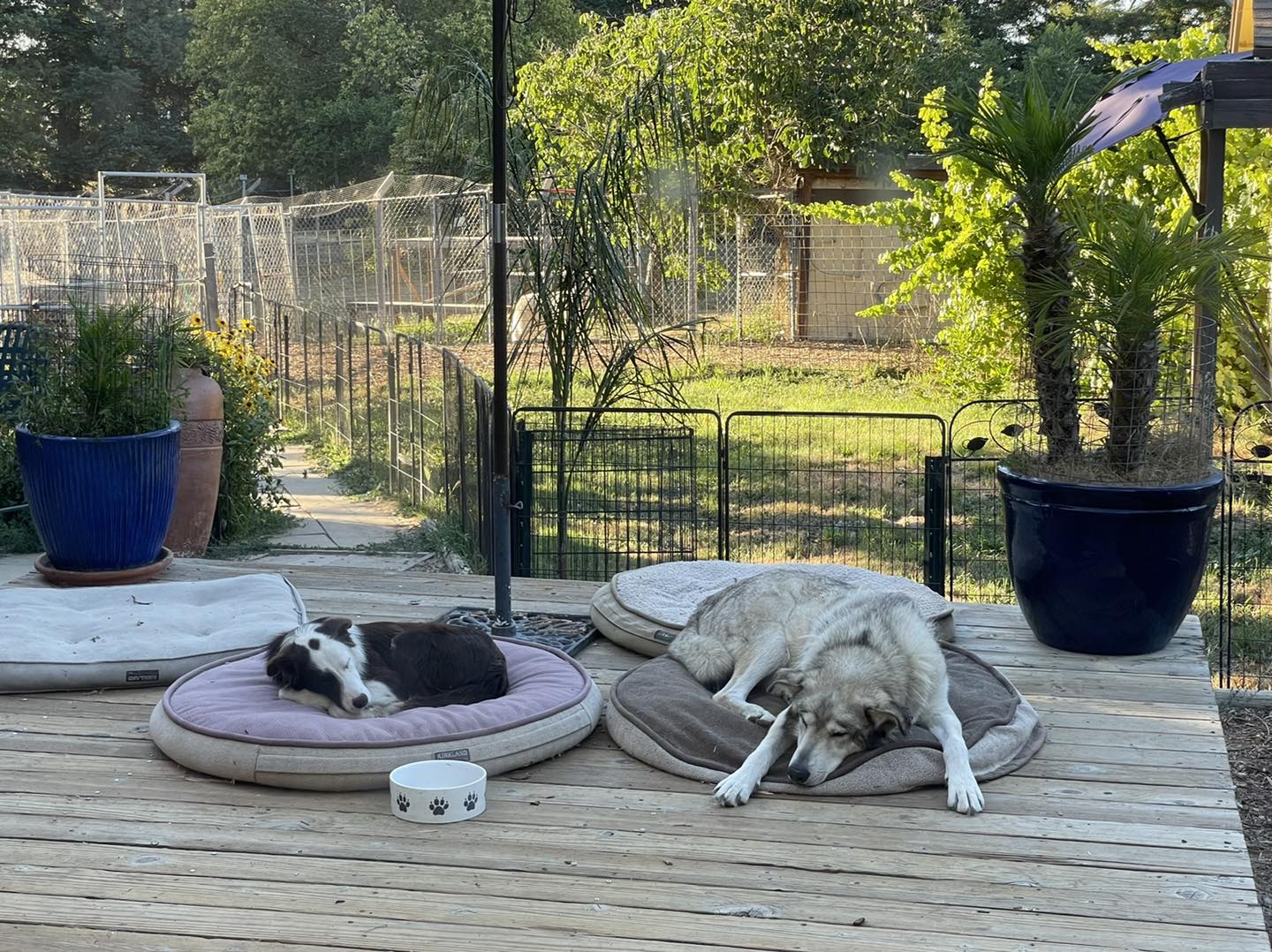 two dogs sleeping in dog beds on the deck