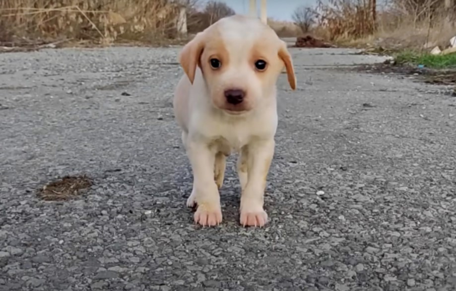 little puppy outdoor