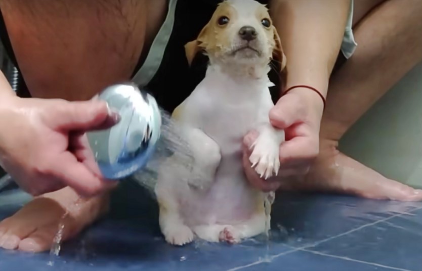 puppy getting a bath