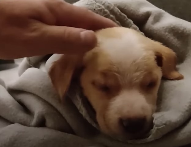 puppy being cuddled