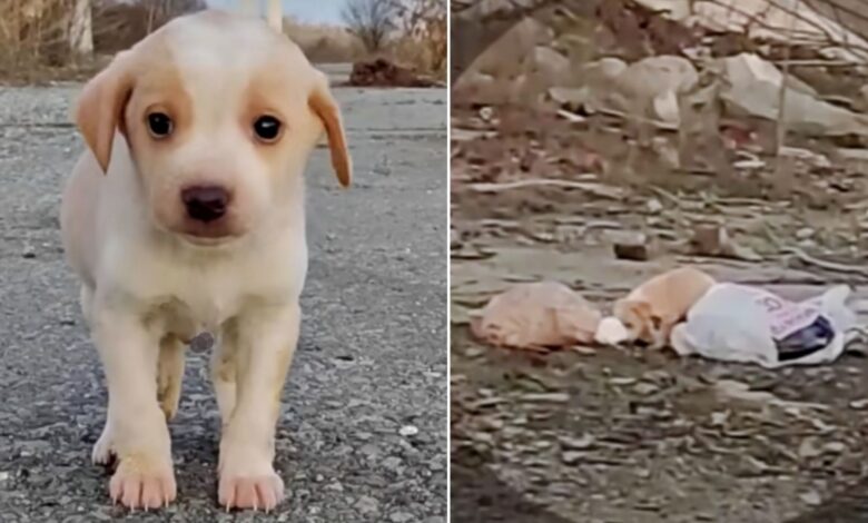 Puppy Who Was Living On A Pile Of Trash Becomes Almost Unrecognizable After Being Rescued