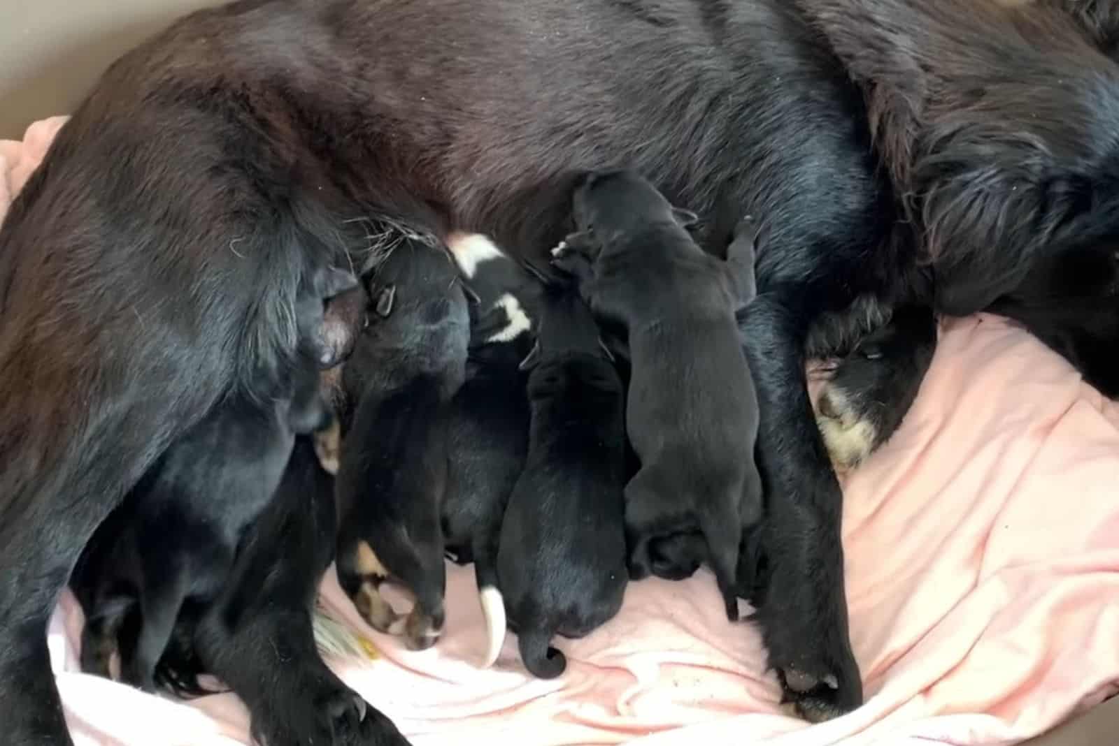 photo of the dog feeding the puppies