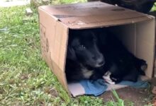 Mama Dog Who Was Sheltering Her Litter In A Cardboard Box Got Rescued In The Last Moment