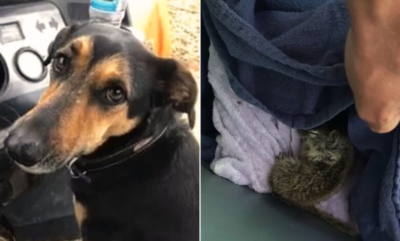 Woman Was Shocked When She Realized What Her Dog Got Her As A Gift From The Forest