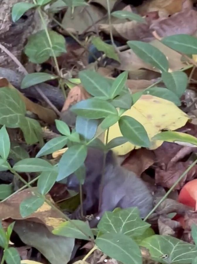 tiny raccoon in woods
