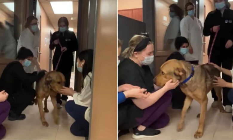 Staff Throws The Best Farewell Party For A Dog Who Finally Got Adopted After Spending Months In Shelter