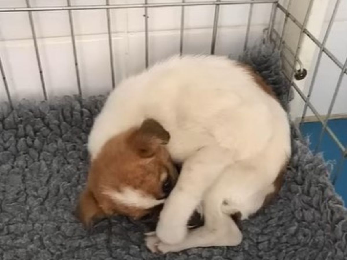curled up puppy in a kennel