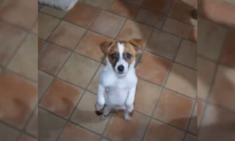 Dog With The Saddest Face Ever Won Over A Man’s Heart As Soon As They Met