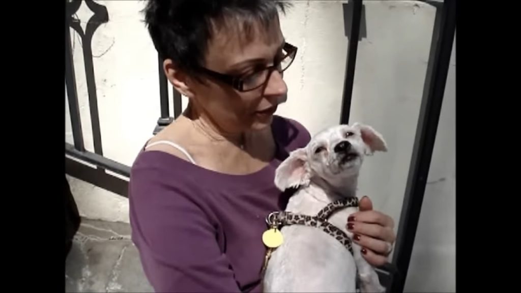a woman holds a chihuahua in her arms