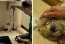 Dog Labeled As Aggressive Saved Just Hours Before Being Euthanized