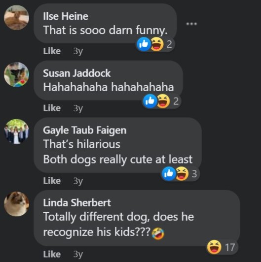 messages about the downloaded dog