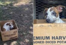 Abandoned Terrified Dog Refuses To Leave Her Cardboard Box