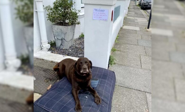 Woman Delighted To See A Senior Dog Sleeping With The Sweet Note Taped Above Her Bed
