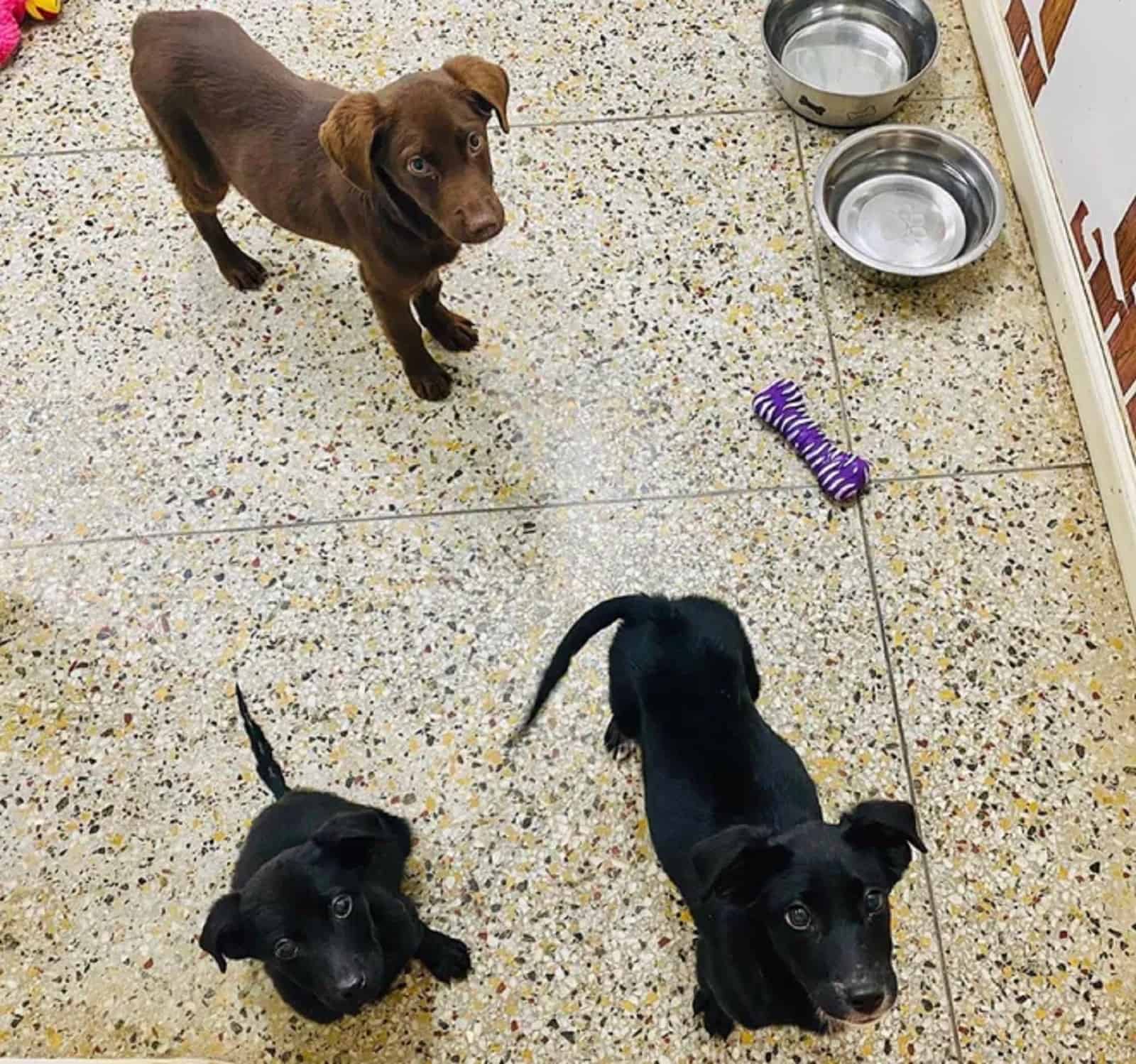 three cute puppies in a shelter