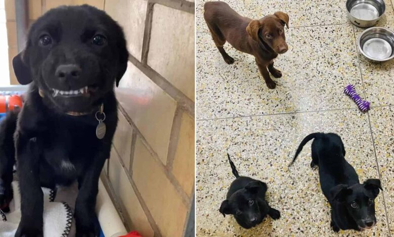 This Shelter Dog Giving Random People The Quirkiest Smiles Will Make Your Day