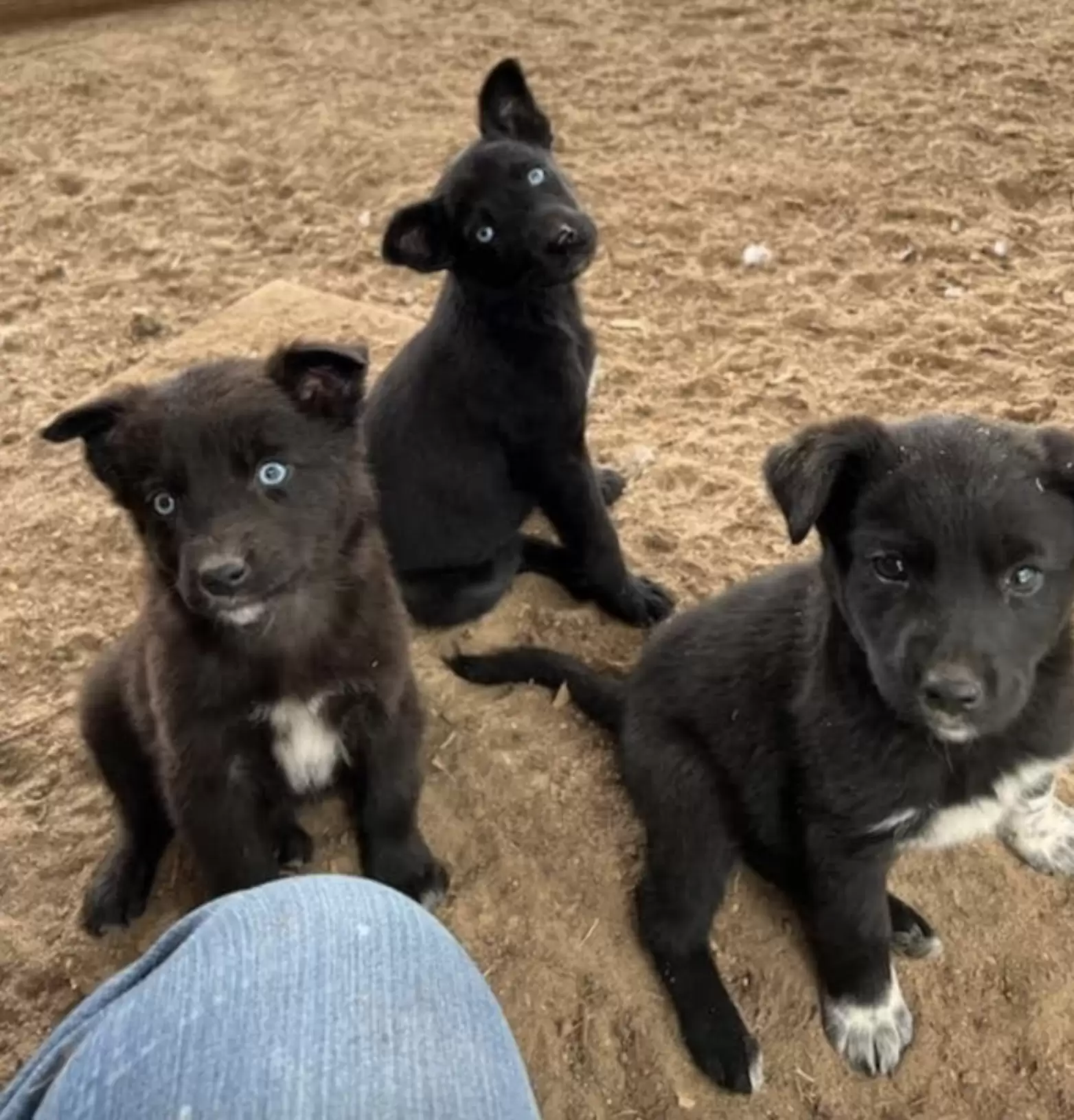three little puppies