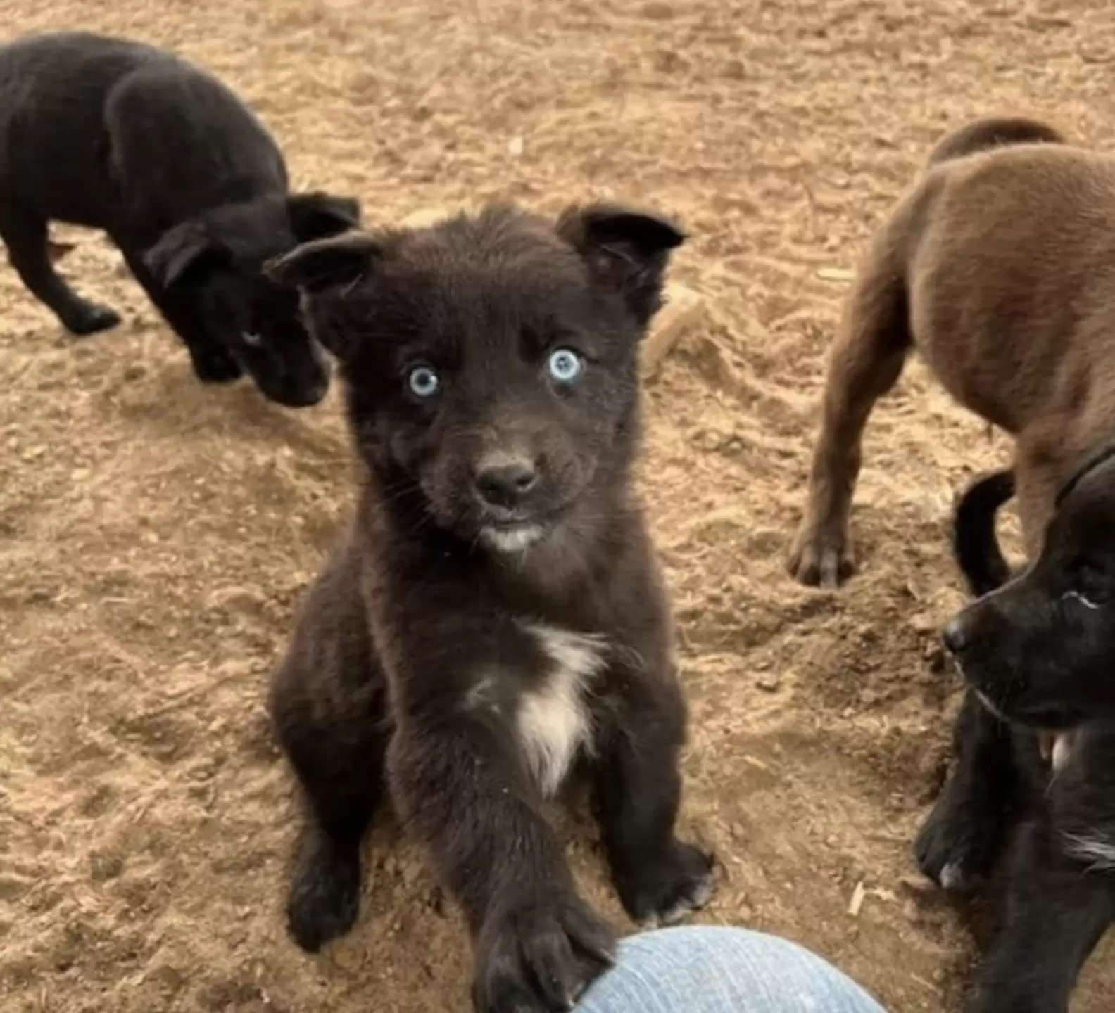 cute black dog with blue eyes