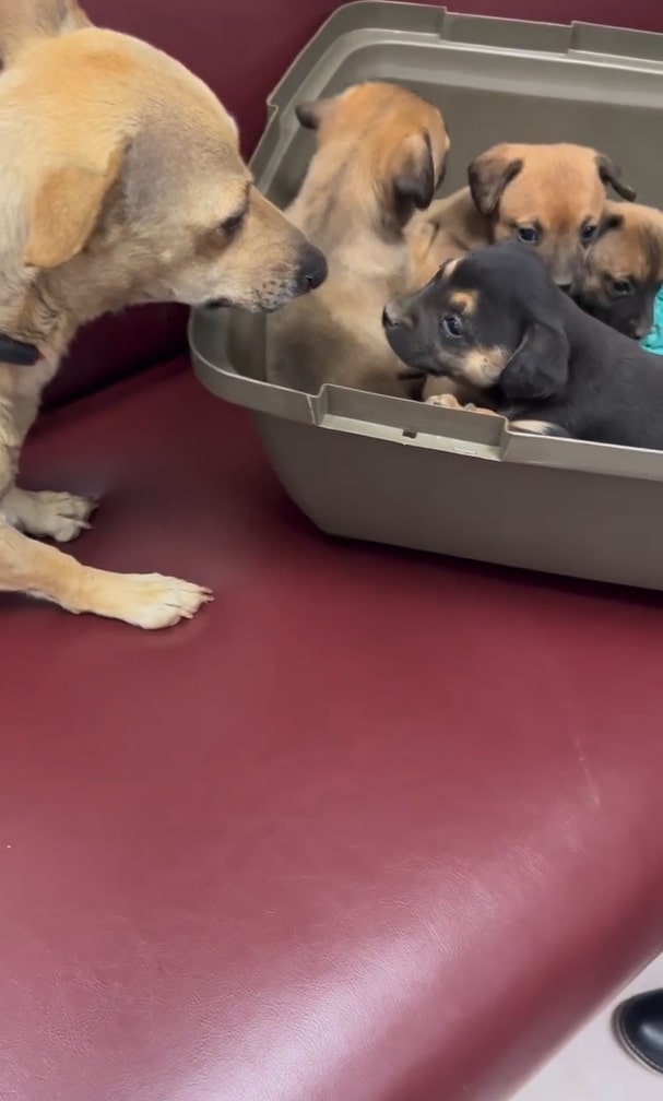 a mother dog takes care of her puppies