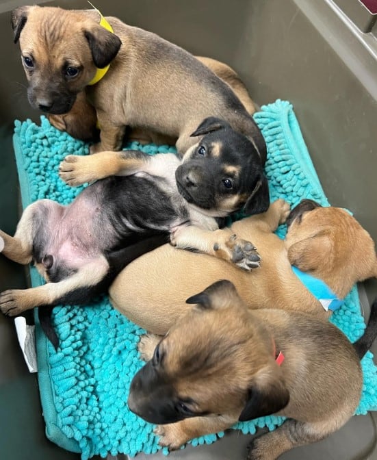 rescued puppies are resting in a box