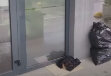 Tiny Puppy Sleeping In Front Of A Bank’s Door Under A Blanket Shocks Everyone