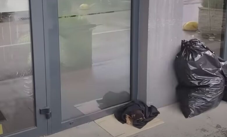Tiny Puppy Sleeping In Front Of A Bank’s Door Under A Blanket Shocks Everyone