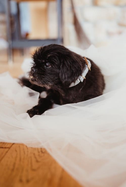 cute dog ready for wedding