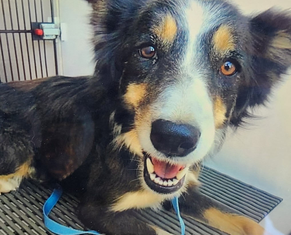 a smiling rescued dog is looking at the camera