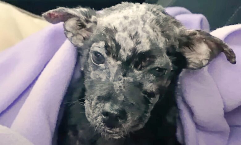 Abandoned Puppy Found Inside A Box Gets A Second Chance At Life