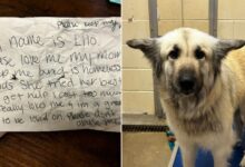 This Dog Reuniting With His Mom Thanks To A Heartbreaking Note Will Make You Cry