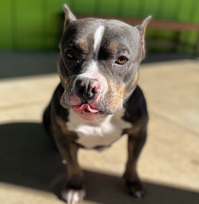 pit bull sitting on the pavement with his tongue out looking at the camera