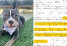 Shelter Workers Found A Sweet Dog With A Note From Previous Owners Saying She Should Be Euthanized