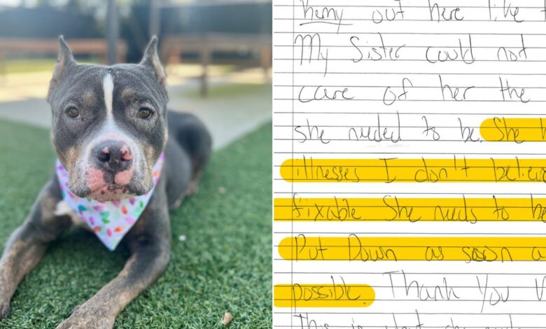 Shelter Workers Found A Sweet Dog With A Note From Previous Owners Saying She Should Be Euthanized